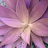 Yucca