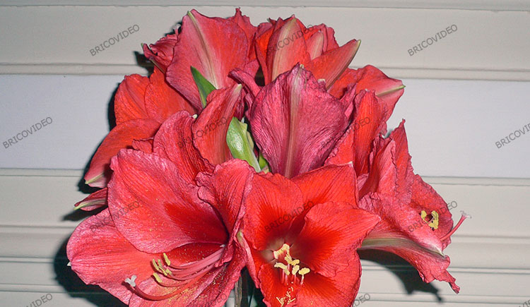 amaryllis