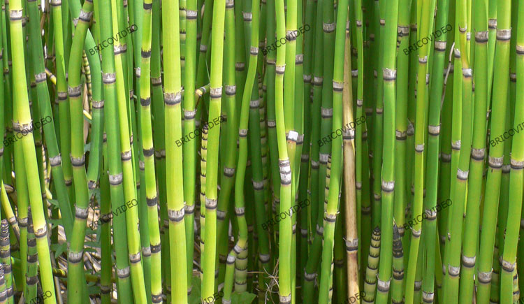 bambous