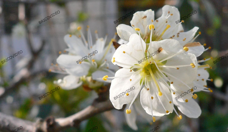 conseils jardin