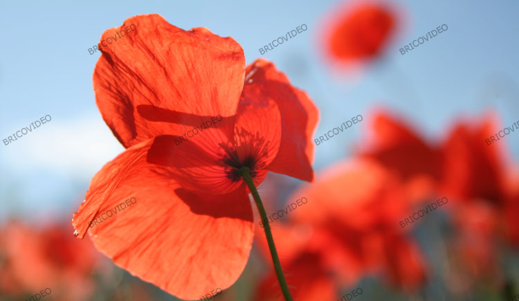 coquelicot