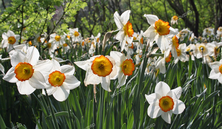 jonquilles blanches