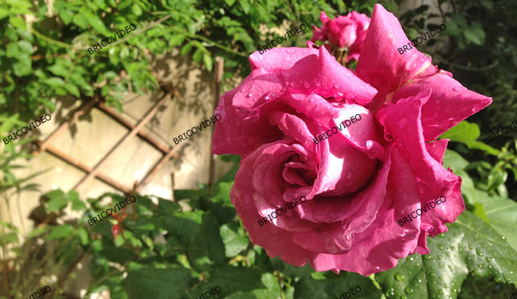 rose