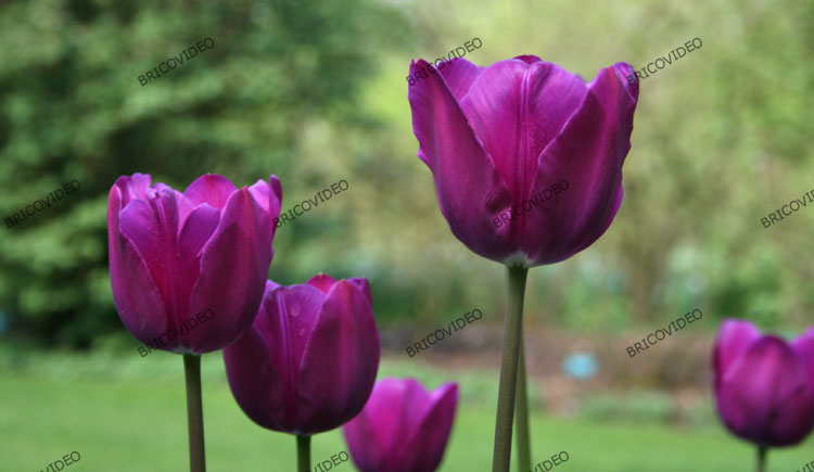 tulipes
